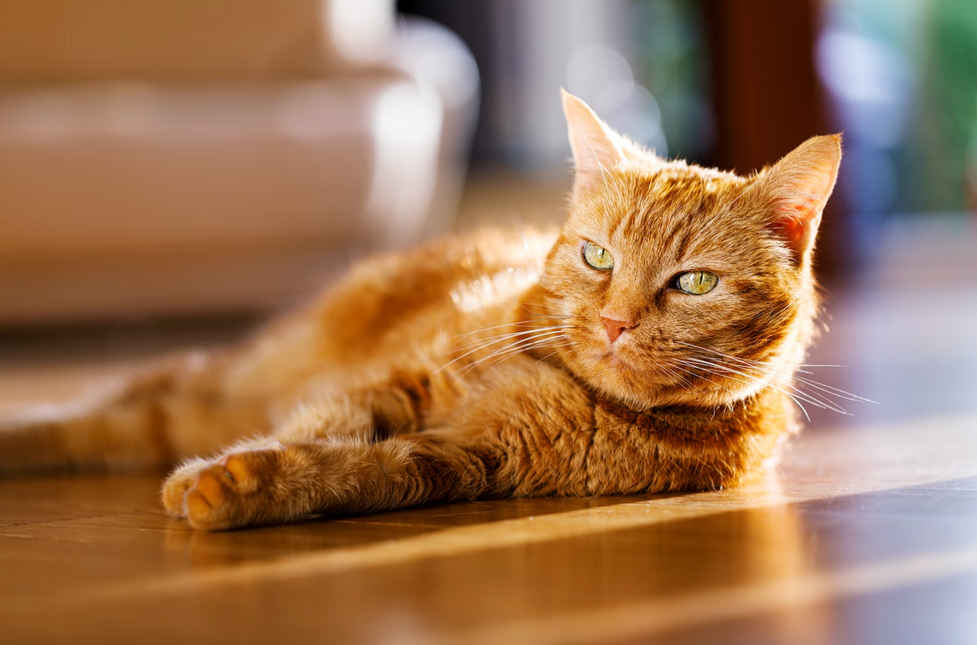 10 Tips om je kat koel en comfortabel te houden bij warm weer