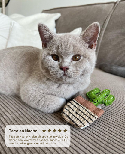 Britse korthaar met catnip cactus katten speeltje review